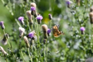 Butterfly